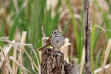 song sparrow bird in its natural landscape  