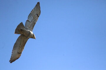 red tailed hawk bird in flight 