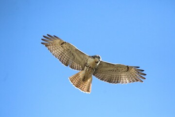 red tailed hawk bird in flight 