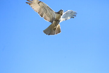 red tailed hawk bird in flight 