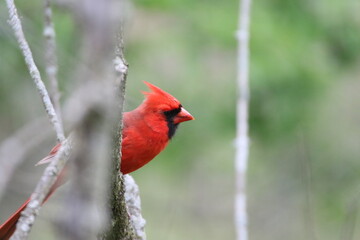 red northern cardinal bird in its natural landscape 