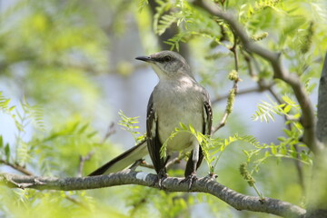 northern mockingbird bird in its natural landscape 