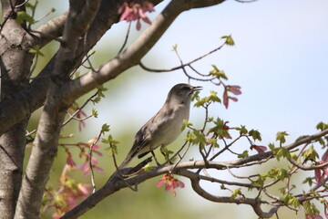 northern mocking bird looking at the camera 