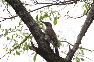 northern flicker woodpecker bird in its natural landscape