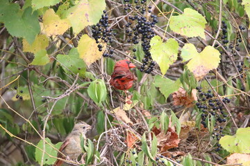 northern cardinal bird in its natural landscape