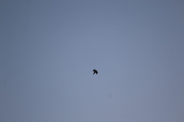 mourning dove bird flying overhead