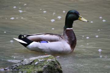 mallard duck bird in its natural landscape 