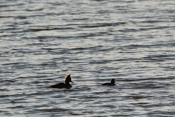 hooded merganser duck bird in its natural landscape 