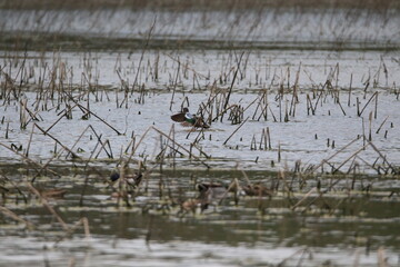 green winged teal duck bird in its natural landscape 
