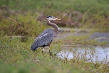 great blue heron bird in its natural landscape 