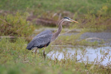 great blue heron bird in its natural landscape 