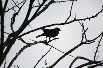 common grackle bird in its natural landscape 