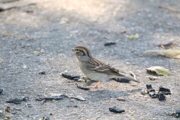chipping sparrow bird in its natural landscape 