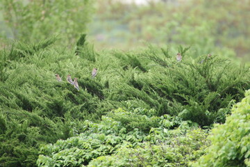 cedar waxwing birds perched in evergreen shrub