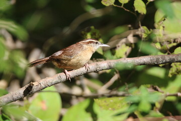 carolina wren bird in its natural landscape 