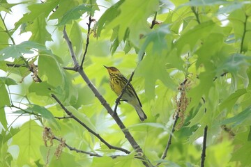 cape may warbler bird in its natural landscape 