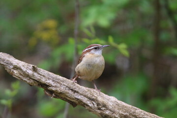 carolina wren bird in its natural landscape 
