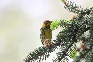 cape may warbler bird in its natural landscape 