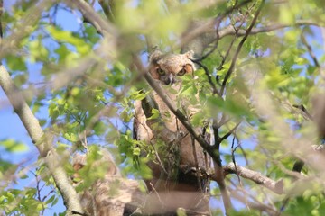 baby great horned owl owlet bird in its natural landscape
