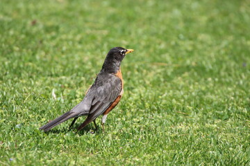 american robin bird in its natural landscape  