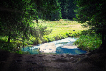 Fototapeta premium Scenic view of a peaceful forest clearing with a small stream flowing through, surrounded by lush green grass and tall evergreen trees. 