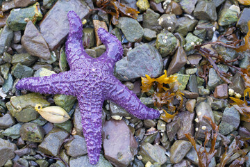 Purple Sea Star (Pisaster ochraceus) found on rocky beach at low tide on Vancouver Island, British Columbia, Canada