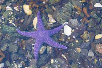 Purple Sea Star (Pisaster ochraceus) found on rocky beach at low tide on Vancouver Island, British Columbia, Canada