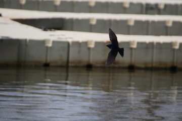 purple martin bird flying close to water