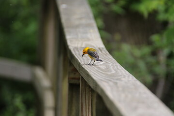prothonotary warbler perched on a wooden dec