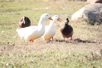 large white domestic ducks with mallards