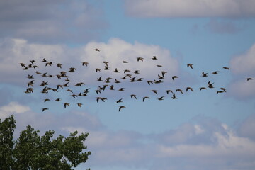 large flock of whimbrel shorebirds in flight