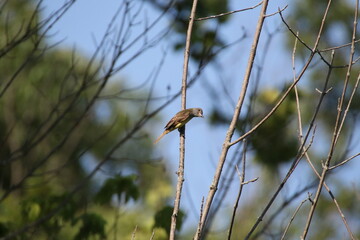 inquisitive great crested flycatcher in a tree