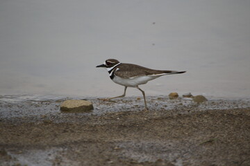 killdeer bird running across the sand