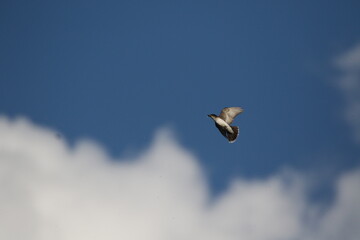 eastern kingbird catches an insect in mid air