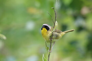 common yellowthroat bird looking at the camera