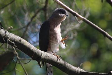 cooper hawk ready to take the next big step