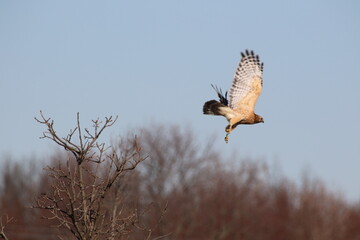 banded red shouldered hawk in flight