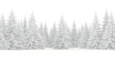 Snow covered pine trees on white background png isolated on a transparent background