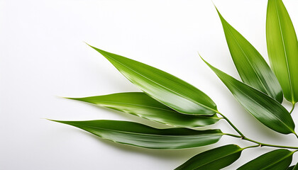 Obraz premium Tranquil Green Bamboo Leaves On White Background A Serene Natural Design Serene