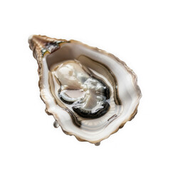 Fresh oyster isolated on transparent background
