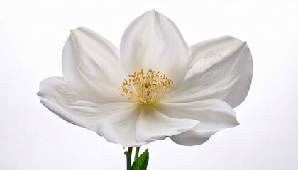 Obraz premium Elegant White Flower On A Stem Isolated On White Background