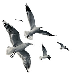 Obraz premium Seagulls soaring high in monochrome sky png birds flying png black and white sky png elegant seagull flight png cloudless sky png nature in grayscale png transparent background image