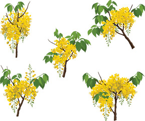 Golden shower tree branch illustration, yellow cascading flowers, botanical drawing, tropical plant art, Cassia fistula floral design, nature background, decorative foliage print