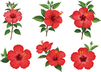 Red hibiscus flower illustration, tropical floral art, botanical drawing, exotic blossom design, green leaves, nature plant print, decorative garden bloom, detailed petal artwork