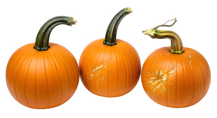 Obraz premium Three round, orange pumpkins with textured stems, arranged together and isolated on a clean transparent background for a natural autumn display