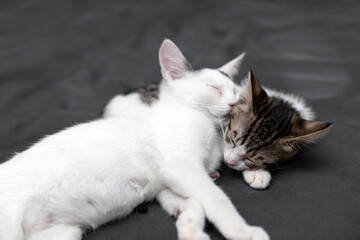Two adorable kittens cuddling and sleeping peacefully on a soft black blanket, symbolizing love, comfort, friendship, and relaxation in a cozy indoor home environment, perfect for pet care themes.