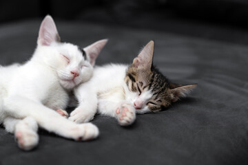 Two adorable kittens cuddling and sleeping peacefully on a soft black blanket, symbolizing love, comfort, friendship, and relaxation in a cozy indoor home environment, perfect for pet care themes.