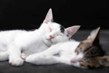 Two adorable kittens cuddling and sleeping peacefully on a soft black blanket, symbolizing love, comfort, friendship, and relaxation in a cozy indoor home environment, perfect for pet care themes.