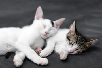 Two adorable kittens cuddling and sleeping peacefully on a soft black blanket, symbolizing love, comfort, friendship, and relaxation in a cozy indoor home environment, perfect for pet care themes.