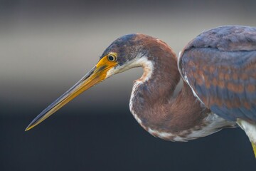 Close-up of a Heron (egretta tricolor) with a Long Beak